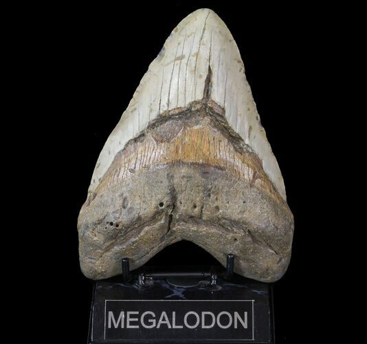 Huge, Megalodon Tooth - North Carolina #66098